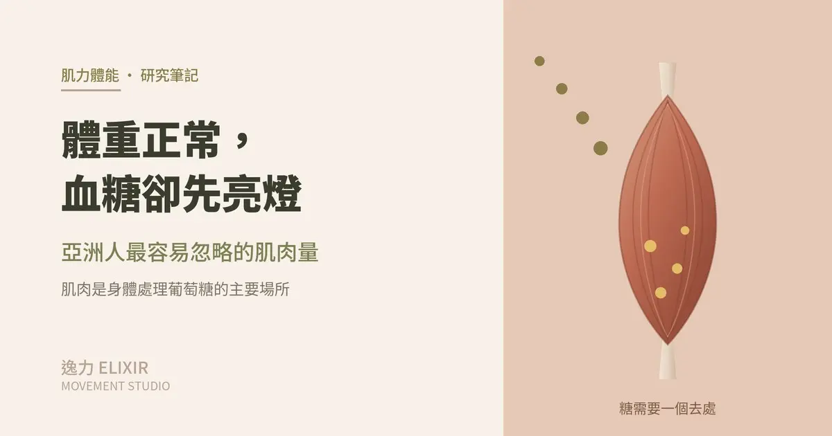 肌肉解剖示意圖——葡萄糖進入肌肉被儲存與利用
